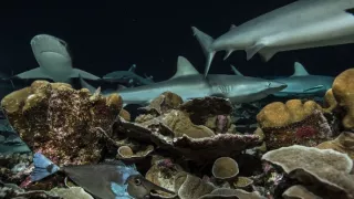 Dobrodružství s hejnem sedmi set žraloků