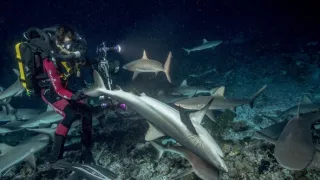 Dobrodružství s hejnem sedmi set žraloků