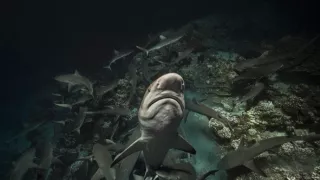 Dobrodružství s hejnem sedmi set žraloků