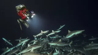 Dobrodružství s hejnem sedmi set žraloků