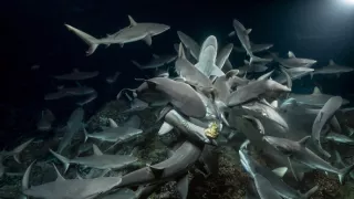 Dobrodružství s hejnem sedmi set žraloků