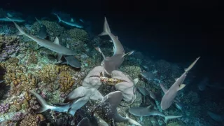 Dobrodružství s hejnem sedmi set žraloků