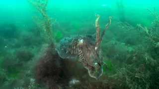 Jak se dorozumívají zvířata (2/5)