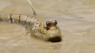 Jak se dorozumívají zvířata (2/5)