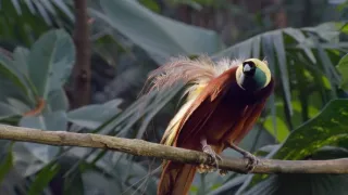Jak se dorozumívají zvířata (2/5)