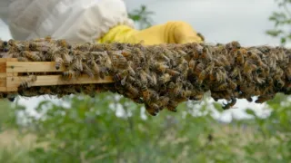 Jak se dorozumívají zvířata (2/5)