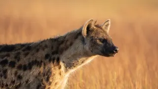 Zázračná planeta: Dynastie II (5/6)
