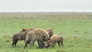 Zázračná planeta: Dynastie II (5/6)