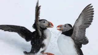 Nezkrotná Skandinávie (2)