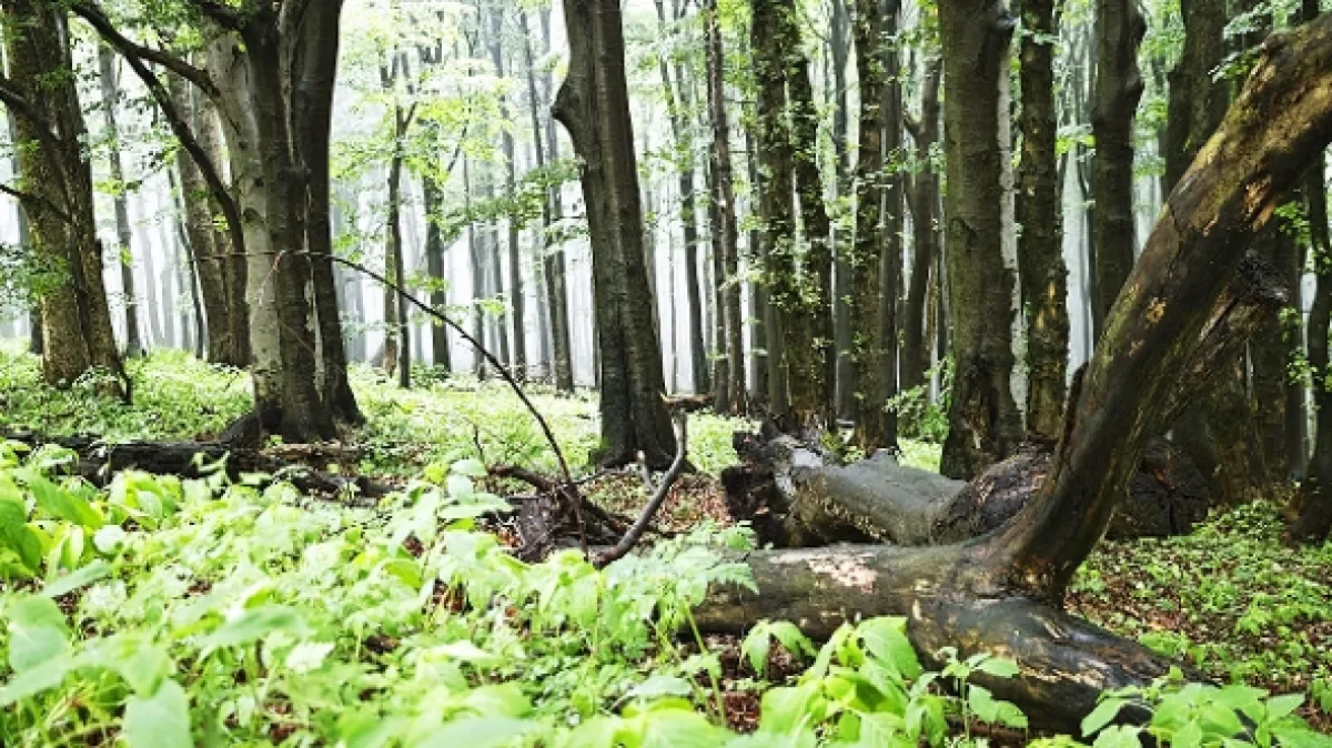Přírodní divy Bílých Karpat - fotogaléria