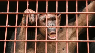 Útulok pre záchranu šimpanzov Jane Goodallovej (1/6)