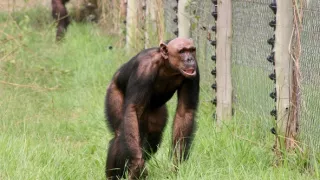 Útulok pre záchranu šimpanzov Jane Goodallovej (1/6)