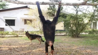 Útulok pre záchranu šimpanzov Jane Goodallovej (1/6)