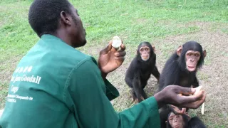 Útulok pre záchranu šimpanzov Jane Goodallovej (1/6)