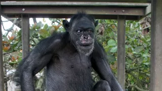 Útulok pre záchranu šimpanzov Jane Goodallovej (1/6)