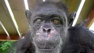 Útulok pre záchranu šimpanzov Jane Goodallovej (1/6)