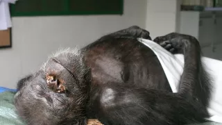 Útulok pre záchranu šimpanzov Jane Goodallovej (1/6)