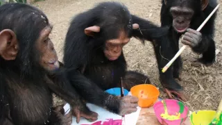 Útulok pre záchranu šimpanzov Jane Goodallovej (1/6)