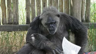 Útulok pre záchranu šimpanzov Jane Goodallovej (1/6)