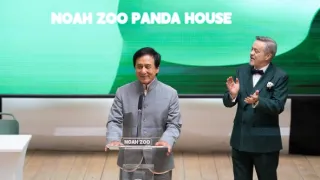 Panda terv