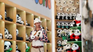 Panda terv