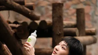 Panda terv