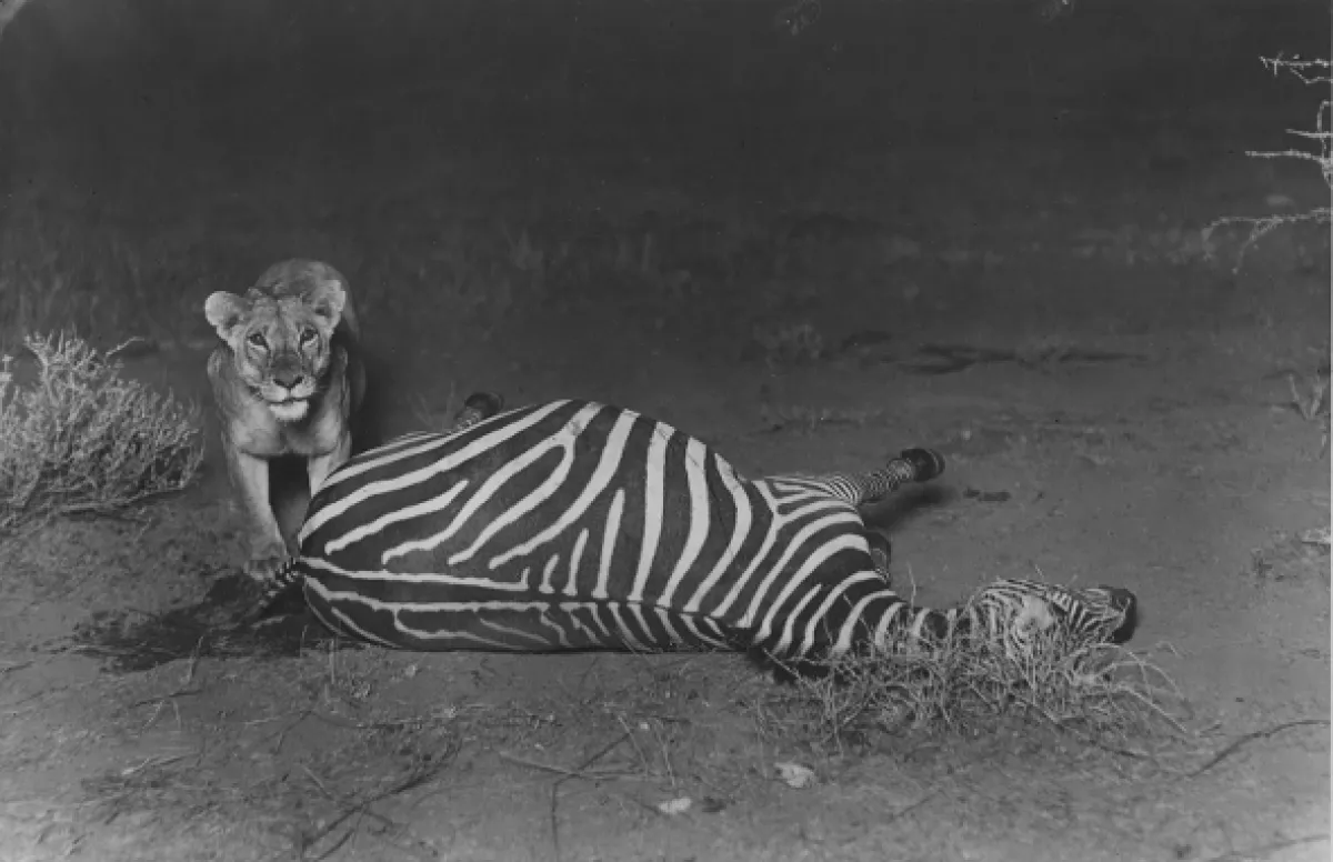 Archa svetiel a tieňov - fotogaléria