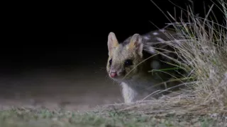 Domov kunovca východného