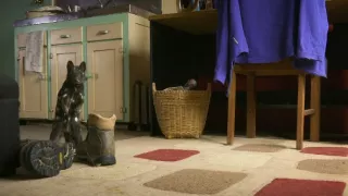 Domov kunovca východného