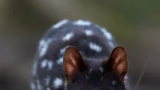 Domov kunovca východného