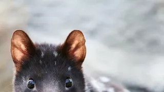 Domov kunovca východného