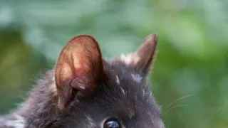 Domov kunovca východného