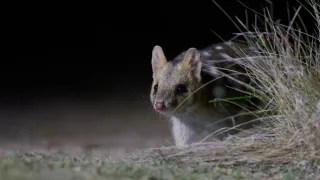 Domov kunovca východného