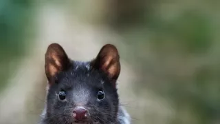 Domov kunovca východného