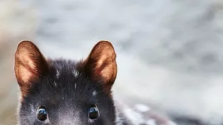 Domov kunovca východného