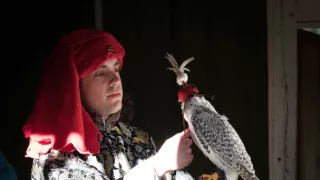 Sokolnictví - vznešené umění lovu