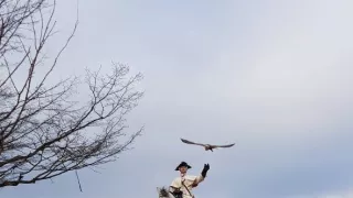 Sokolnictví - vznešené umění lovu