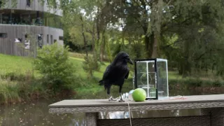 Zvierací Einsteinovia (1/6)