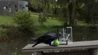 Zvierací Einsteinovia (1/6)