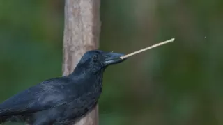 Zvierací Einsteinovia (1/6)