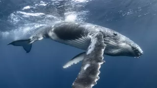 Zvierací Einsteinovia (1/6)