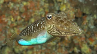 Zvierací Einsteinovia (1/6)