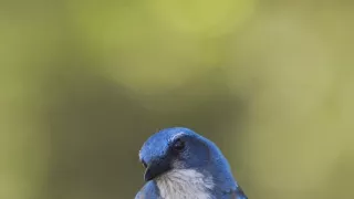 Zvierací Einsteinovia (1/6)