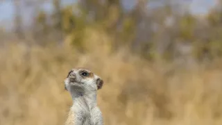 Zvierací Einsteinovia (1/6)