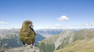 Zvierací Einsteinovia (1/6)