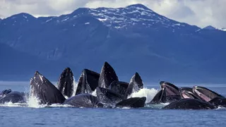 Zvierací Einsteinovia (1/6)