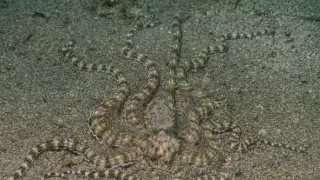 Stanú sa hlavonožce vládcami morí?