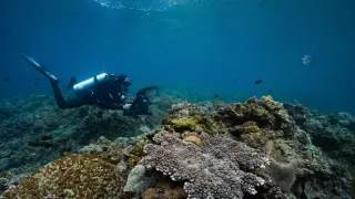 Stanú sa hlavonožce vládcami morí?