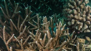 Stanú sa hlavonožce vládcami morí?