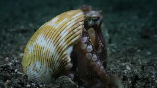 Stanú sa hlavonožce vládcami morí?